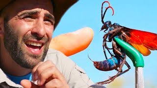 If Coyote Peterson Was Geordie [upl. by Lenes]