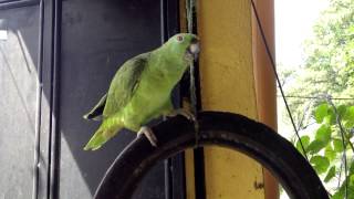 Spanishspeaking parrot [upl. by Oly]