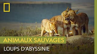 Cette meute de loups dAbyssinie règne sur un magnifique territoire [upl. by Finegan841]