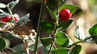 El rusco  Ruscus aculeatus  Plantas medicinales [upl. by Aicemak]