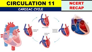 Circulation NCERT 11  Cardiac Cycle  Joint Diastole  Ventricular filling  Systole  Diastole [upl. by Wordoow]