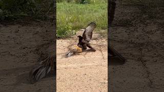 Eagle fly down and trying hunt a big roaster 🦅youtube hunting birds youtube youtubeshorts [upl. by Ike]