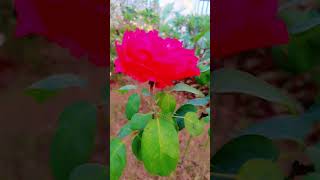 Phool Gulab ka gulabroseroseday roseflower [upl. by Ahsiaa]