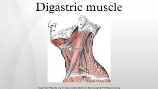 Digastric muscle [upl. by Ahl]