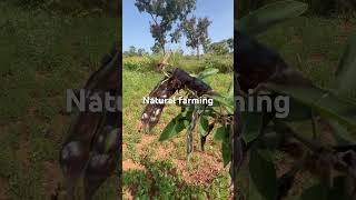 Natural way of farming zero pesticides zero fertilisers natural [upl. by Bunns]