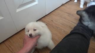 Pomsky Puppies 8 weeks old [upl. by Leinahtan]