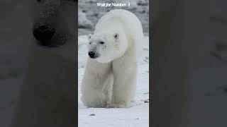 TOP 10 Carnivorous Animals 🐺🦈🐯  Carnivore Animals  Flesh eaters shorts viral animalfacts [upl. by Gnemgnok50]