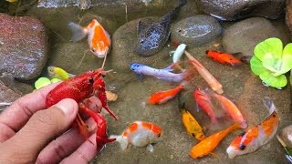 Find colorful ornamental fish koi fish goldfish catfish snakehead fish betta fish lobster [upl. by Nosreg738]