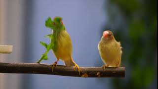 Star Finch dance  Exotic Birds [upl. by Juliano210]