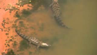 Desert crocodiles Crocodylus suchus in Mauritania [upl. by Aowda]