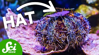 Are Sea Urchins USING TOOLS [upl. by Casilde]