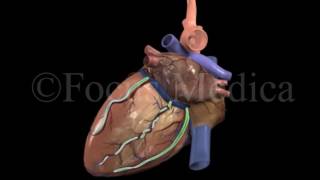 Introduction to Venous Drainage  Heart [upl. by Neahs]