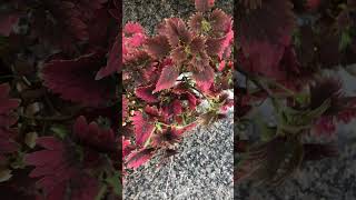 Beautiful coleus coleusplant plantsyoutubeshorts maheevlogsy2g [upl. by Lacram]