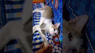 funny Cat cat animallover billi catlover [upl. by Ahsinot]