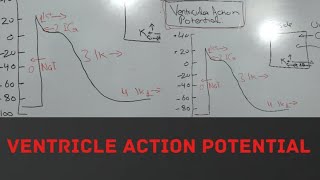 VENTRICULAR ACTION POTENTIAL PHYSIOLOGY [upl. by Magocsi]