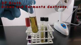 Using SF Broth and Bile Esculin Agar to Identify Enterococcus [upl. by Aletsirc671]