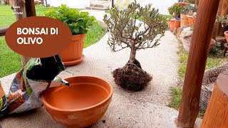 Bonsai Di Ulivo  COME EFFETTUARE IL RINVASO NELLO STESSO VASO [upl. by Oriel402]