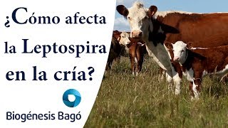 ¿Cómo afecta la Leptospira en la cría Biogénesis Bagó [upl. by Alaster]