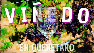 ASÍ ES EL VIÑEDO MÁS GRANDE Y ANTIGUO DE QUERÉTARO 🍇  Viñedos La Redonda 🍷 [upl. by Anihc]