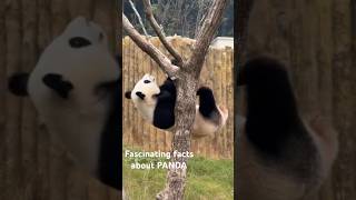 Amazing facts about panda facts animals short panda cuteanimals cutepanda jesworld [upl. by Barraza]