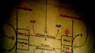 Dr Rashed Regulation of Glycolysis 30102013 [upl. by Pillihpnhoj]