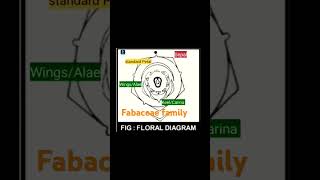 Floral diagram of Fabaceae family  fabaceae  Standard petal  wingsalae  KeelCarina [upl. by Tiduj104]