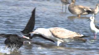 Gaviota atacando a una cigüeñuela [upl. by Ripley]