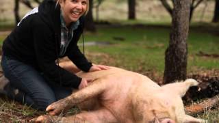 Happy pig loves belly rubs [upl. by Lindner]