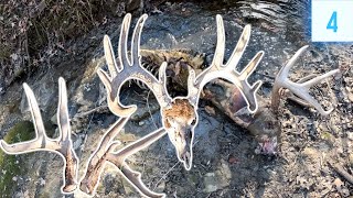 Find GIANT Buck amp Big Base Antlers  Shed Hunting 2024 E4 [upl. by Collins]