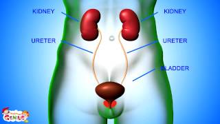 Excretory System Parts and Functions Animation video for kids [upl. by Kella347]