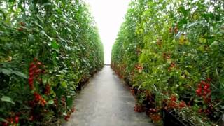 Tomate Cereja Plantfort Estufas Agricolas [upl. by Barcellona]