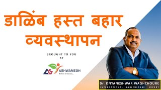 डाळिंब हस्त बहार व्यवस्थापन  Dalimb Hastabahar Vyavasthapan [upl. by Schilling407]