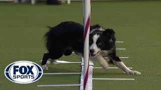 Best of the Agility competition from the 2020 Westminster Kennel Club Dog show  FOX SPORTS [upl. by Olegnaleahcim681]