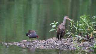 CARRAO Limpkin Aramus guarauna elucus SUBESPECIE de Puerto Rico y La Española [upl. by Ruff]