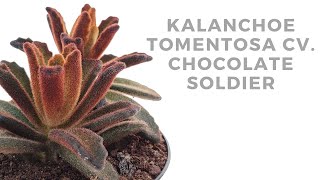 Kalanchoe tomentosa cv Chocolate Soldier [upl. by Latnahs653]