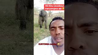 Nataka KUNYONGA monkey 😂😂😂😂😂😂😂😂😂😂😂😂😂😂😂😂😂😂😂😂😂😂😂😂😂😂😂😂😂 [upl. by Oettam]