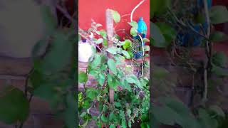 tulsi plantterracegarde gardening moneyplantcare plants [upl. by Esilram931]