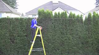 trimming cedar hedgetime lapse [upl. by Turk]