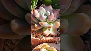 Graptoveria Opalina succulent graptoveria shorts [upl. by Laise]