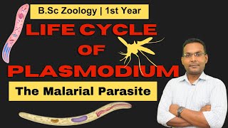 The Plasmodium Life Cycle From Mosquito To Human [upl. by Ahsiuqat]