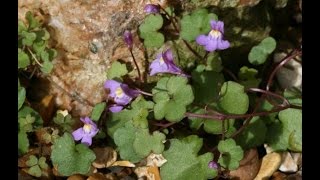 Ivy Leaved Toadflax  Wild Edible Green Superfood [upl. by Zwiebel]