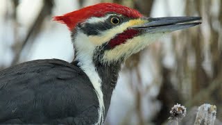 A Living Jackhammer  The Pileated Woodpecker At Work  North Americas Largest Woodpecker [upl. by Kaplan89]