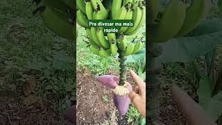 Como produzir banana mais rapido  vidanaroça [upl. by Aeriel]