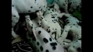 Adorable Dalmatian Puppies [upl. by Natanhoj]