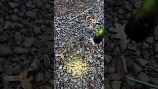 Streamlight Strion flashlight outdoors streamlight flashlight hunting [upl. by Ahsennek]