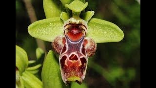 Ophrys flavomarginata Renz H Baumann amp Künkele  Cyprus [upl. by Nyret305]