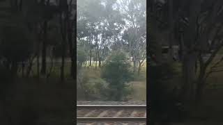 Steamrails Goulburn Valley Explorer 270724 shorts shortvideo train travel windowviews views [upl. by Akselaw273]