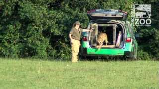 Sarah the Cheetah Breaks World Speed Record  Cincinnati Zoo [upl. by Cherida]