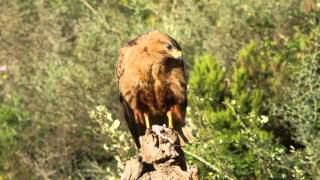 Buteo rufinusmp4 [upl. by Leumas]