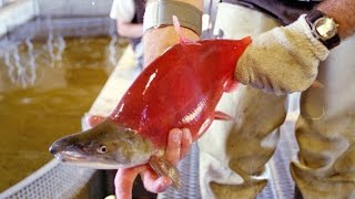 Kokanee Salmon Spawn  Strawberry River Utah [upl. by Mascia440]